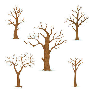 Set of bare, leafless trees with empty branches isolated on a white background. Vector winter, autumn icon.