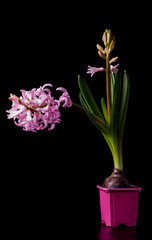 pink beautiful hyacinth flower in a pot on a black background