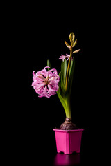 pink beautiful hyacinth flower in a pink pot on a black background