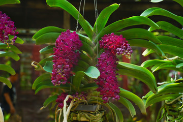 Beautiful fresh red  orchids flower (Rhynchostylis gigantea)  with the blur or bokeh background in the farm or garden in Thailand.