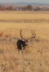 Naklejka na ściany i meble Buck Mule Deer in Colorado in the fall Rut