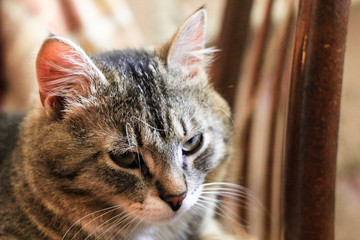 Portrait of brown tabby cat. Big green eyes. A beautiful background for wallpaper, cover, postcard. Isolated, close up. Cats concept. I love my pet.	