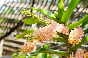 Beautiful fresh orange orchids flower (Rhynchostylis gigantea)  with the blur or bokeh background in the farm or garden in Thailand.