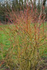 Cornus, red dogwood in spring