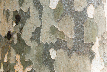 Tree bark resembling a camouflage pattern 