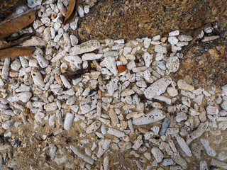 Coral on sand at Layan Beach at Phuket Thailand