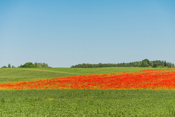 Beautiful green nature landscape of Europe - poppy field, meadow in summer day