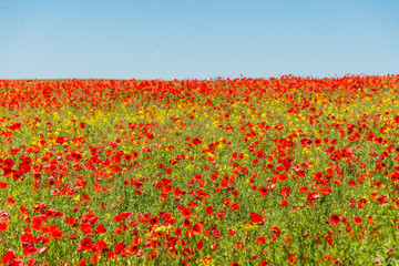 Beautiful green nature landscape of Europe - poppy field, meadow in summer day