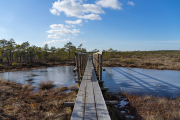 Naklejka premium Wooden pathway bridge over frozen bog lake. Early spring. Ice reflects the bright blue sky, white clouds and bonsai size pine trees. Endla Nature reserve to protect vulnerable environment.