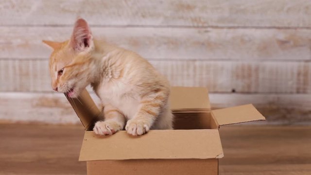 Cute kitten sit in cardboard box chewing on the lid then jumping out and leaving  - static camera