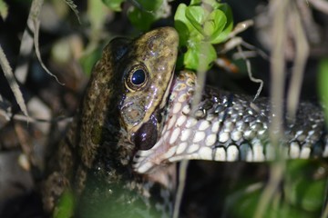 in the forest, a snake tries to eat a frog