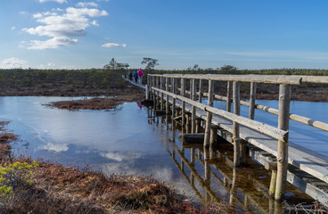Fototapeta premium People on wooden pathway bridge over frozen bog lake. Early spring. Ice reflects the bright blue sky, white clouds and bonsai size pine trees. Endla Nature reserve to protect vulnerable environment.