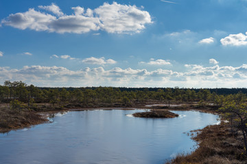 Raised bog in early spring, some pools are still frozen, some are already open and reflect the sky and bonsai size pine trees. Bright day with blue sky and white clouds.