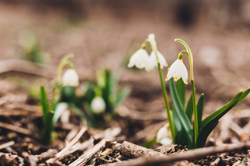Beautiful first spring flowers close up. Fresh spring snowflake blooming white flowers and green stems growing in garden, copy space. Hello spring. Awakening of nature. Conservation of species