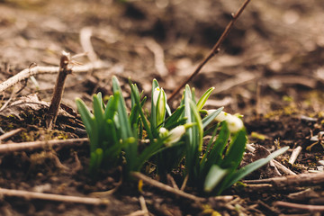 Fresh spring snowflake  white buds and green stems growing in garden, copy space. Beautiful first spring flowers close up.Hello spring. Awakening of nature. Conservation of species