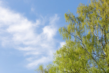 Birch tree foliage growing at spring