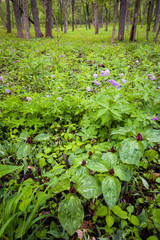 Red trillium and wild geranium blooming in the spring forest.