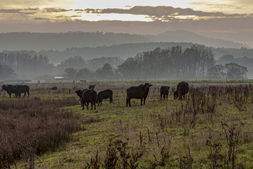 Schwarze Büffelherde Beedener Biotop-Saarland-Germany