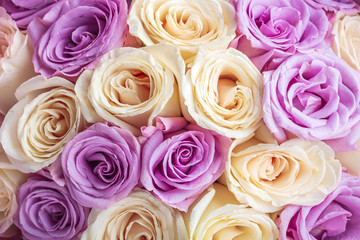 Natural background of fresh amazing white and purple roses for wallpaper, postcard, cover, banner. Wedding decoration. Beautiful bouquet of roses as gift for Mother’s Day, Valentine’s Day, Birthday