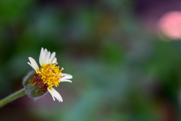 Obraz premium bee on yellow flower