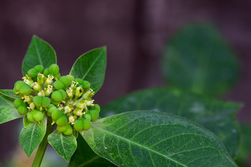 flower in the garden