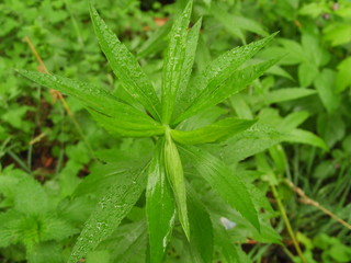 Green plants with rain drops