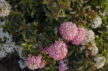 flowers in the garden