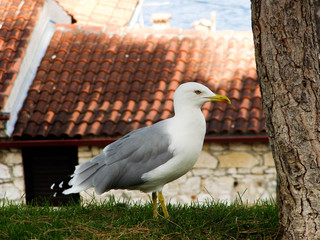 Wild seagull in the grass portrait