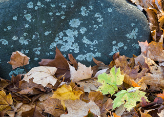 Colorful autumn leaves pile up around a lichen-covered stone on the forest floor
