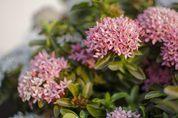 pink flowers in the garden