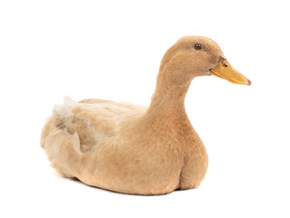 Duck sits on an isolated white background.