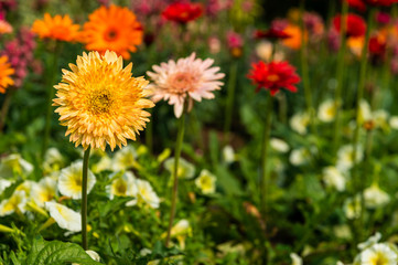 Beautiful blooming colorful yellow, pink and red Gerbera flowers or  Gerber Daisy among yellow flowers in the garden 