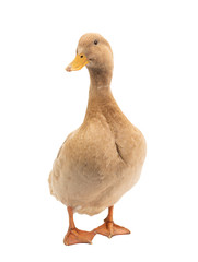 Brown duck isolated on a white background.
