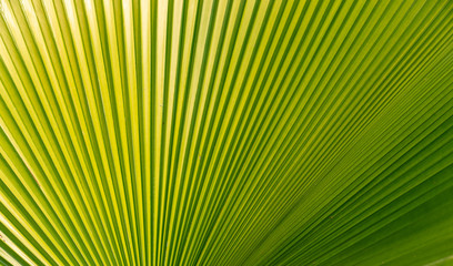 Obraz premium Closeup beautiful green striped fan Thai palm foliage as texture background 