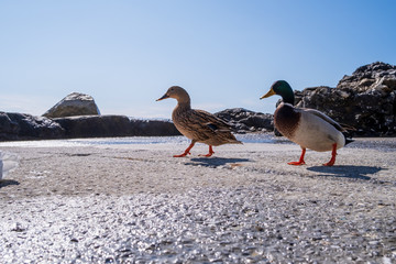 Walking Ducks on the bay.
