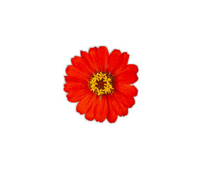 Beautiful red zinnia flowers isolated on white background