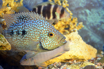 Obraz na płótnie Canvas Akar fish. Aquarium fish. Cichlids.
