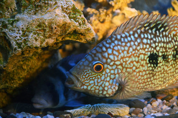 Naklejka na ściany i meble Akar fish. Aquarium fish. Cichlids.