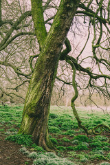 Old trees, Avenue, East Town Park, Haverhill, UK © Paulina