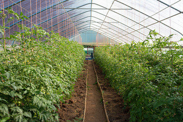 Greenhouse filled with tomato plants growing up orange twine, small farm, horizontal aspect
