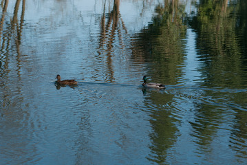 coppia di anatre nel canale d'acqua