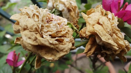 withered rose flower in garden