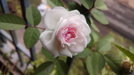 white flower in pink in garden