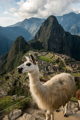 Machu Picchiu archaelogical site, Peru © forcdan