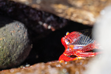 Krebs auf La Gomera