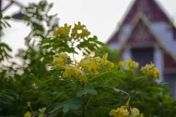 bouquet of yellow flowers