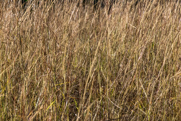 A kind of abstract look at wild grass that is perfect for a wallpaper