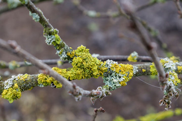 Yellow moss and lichen on tree branches close-up. Selective focus.