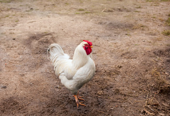 Weißer Leghorn Hahn