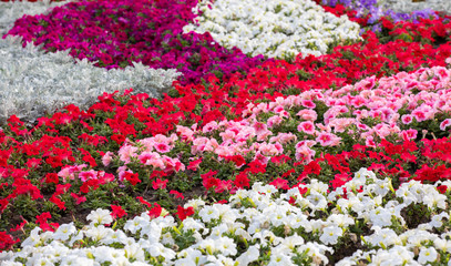 beautiful flower arrangement in lines 